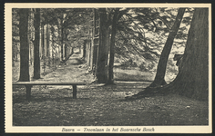 16817 Gezicht in de Troonlaan in het Baarnsche Bos te Baarn.